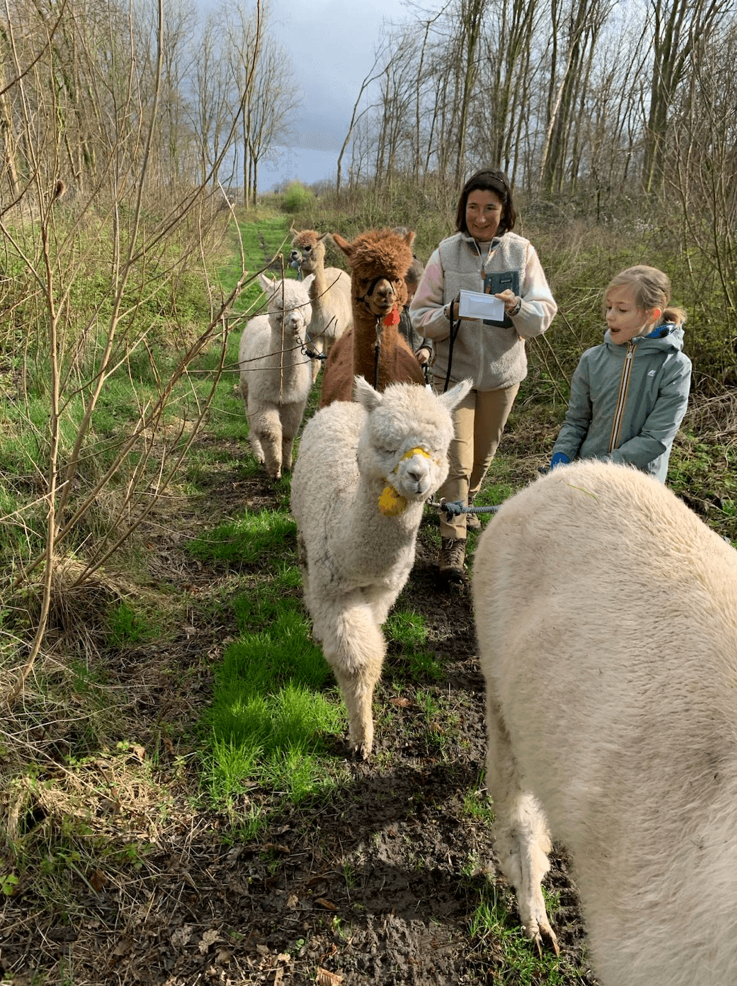 Alpaca wandeling