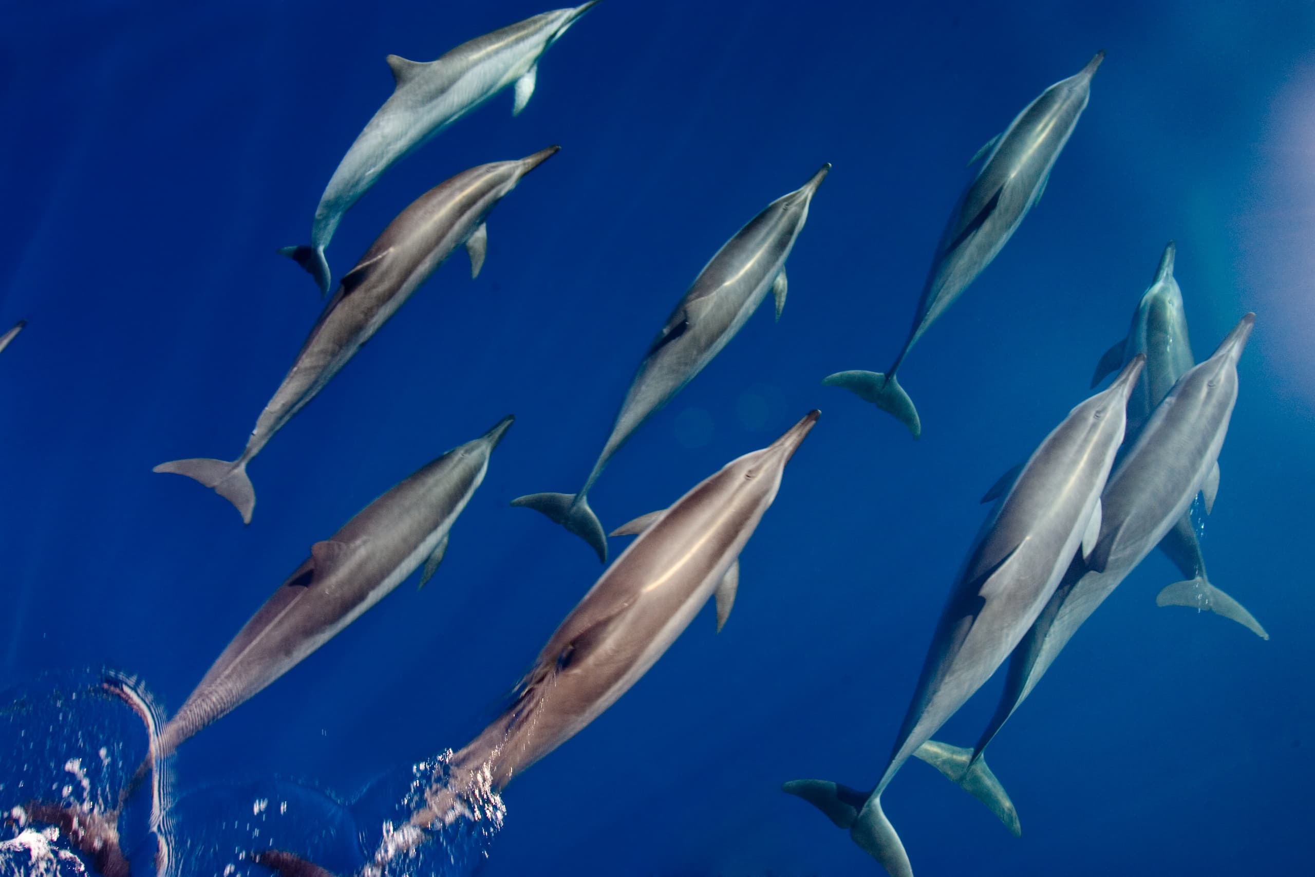 Dolphin Watching Adventure