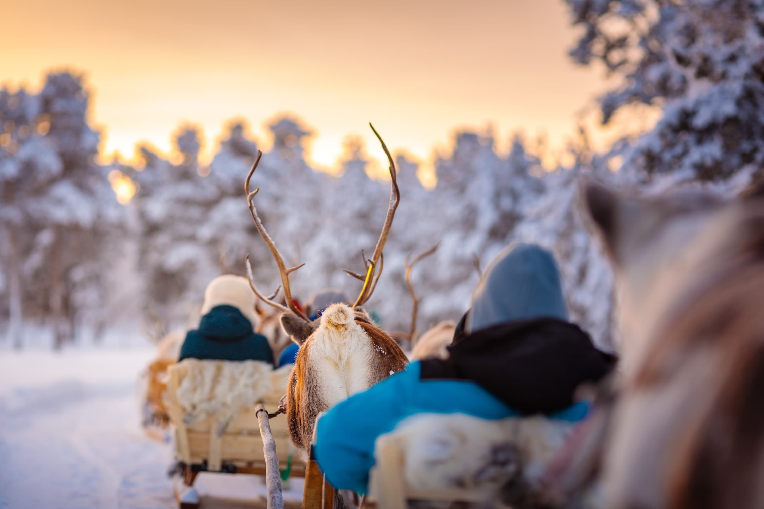 Reindeer Sleigh Ride