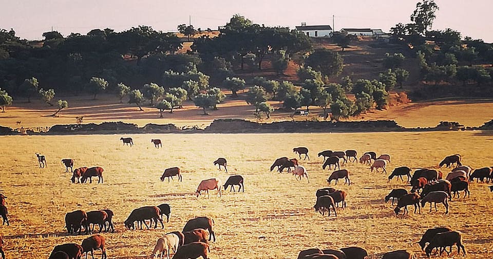 Alentejo Tour Dia Inteiro