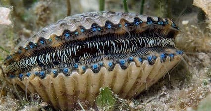 Scalloping 1/2 Day (4 Hrs)