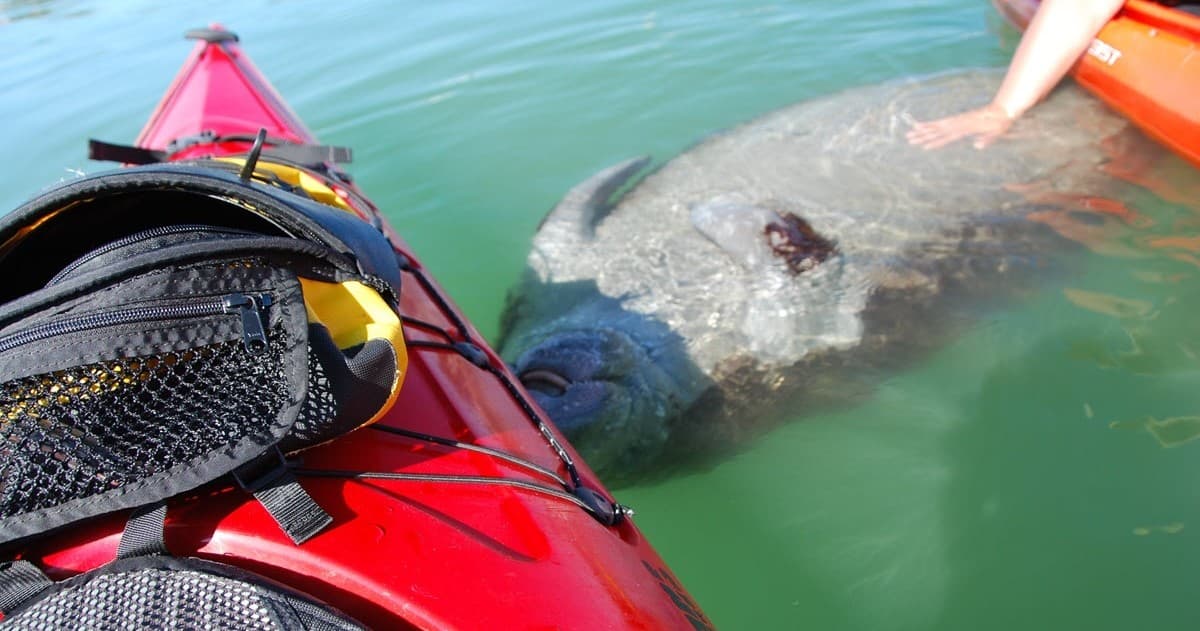 Afternoon Guided Kayak Tour