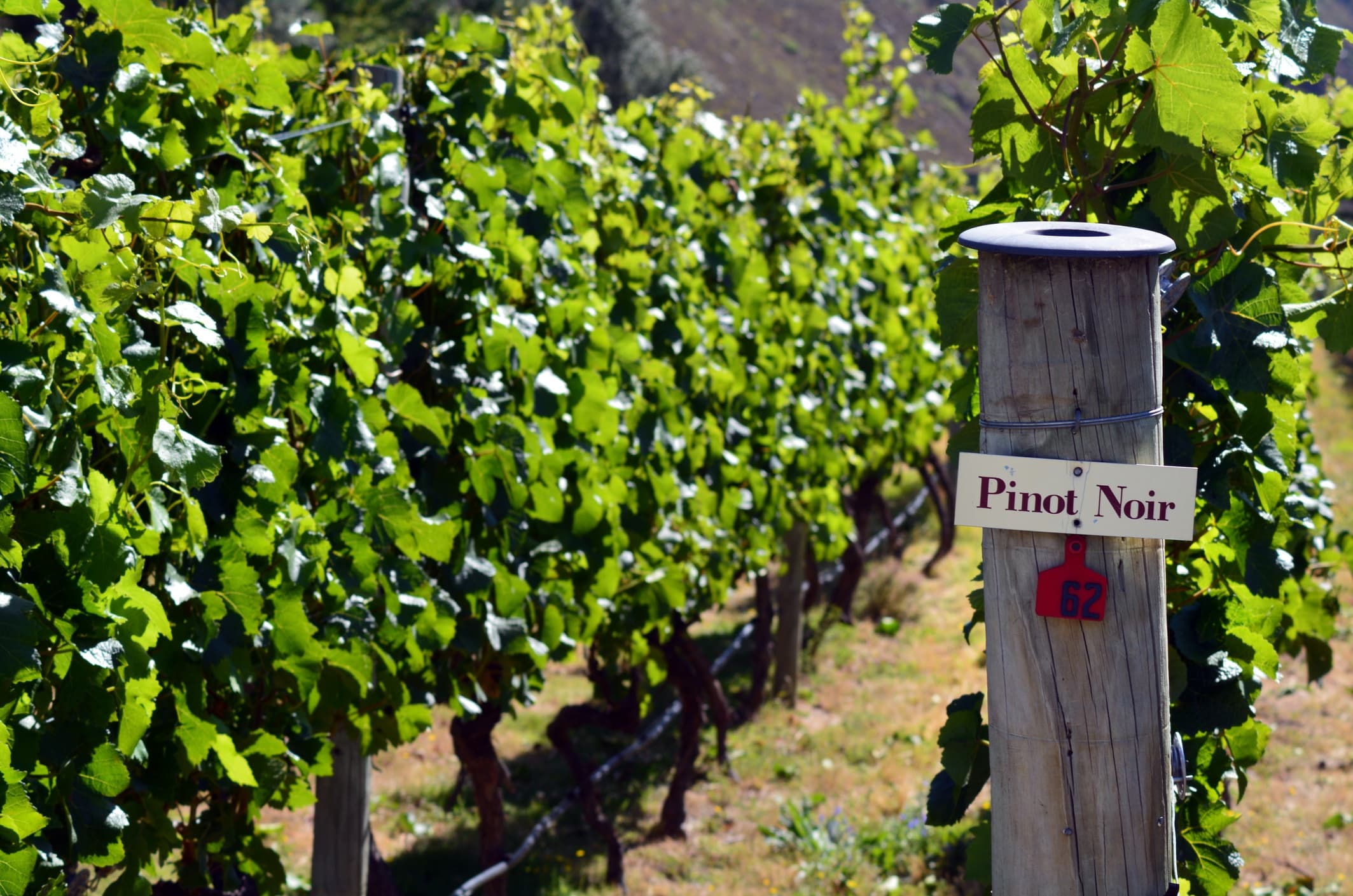 Central Otago Signature Vineyard Tour from Queenstown
