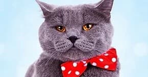 50 min Cat Sessions