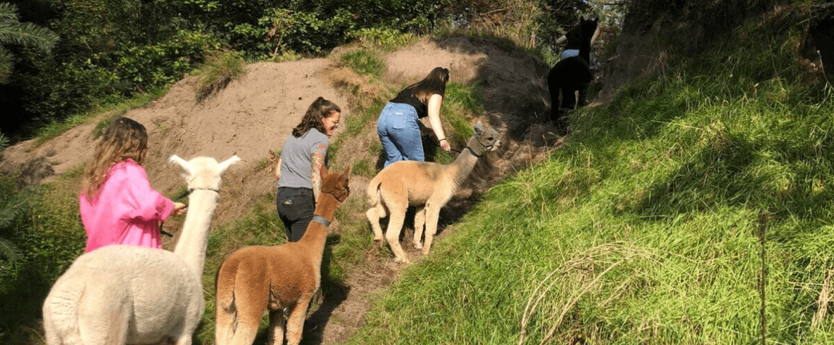 Korte AlpacaWandeling