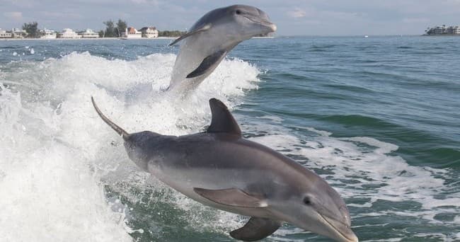 Dolphin Boat Cruise