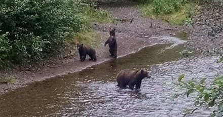 Wildlife and Bear Search