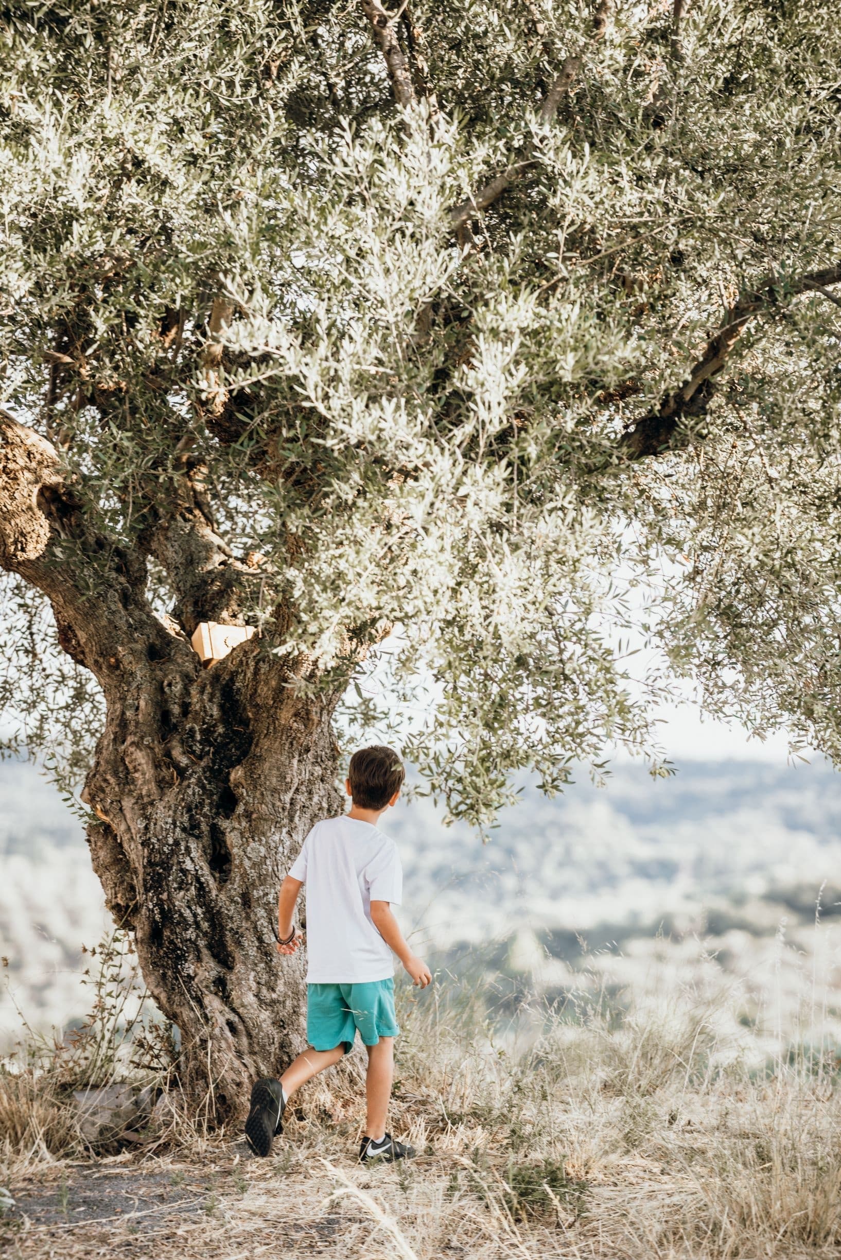 The Family Olive Tour- Olive Grove Picnic Experience
