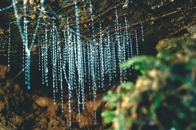 Kawiti Glow Worm, Express Tour
