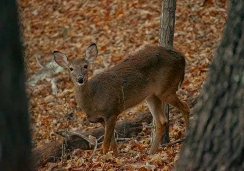 Whitetail Deer Hunts