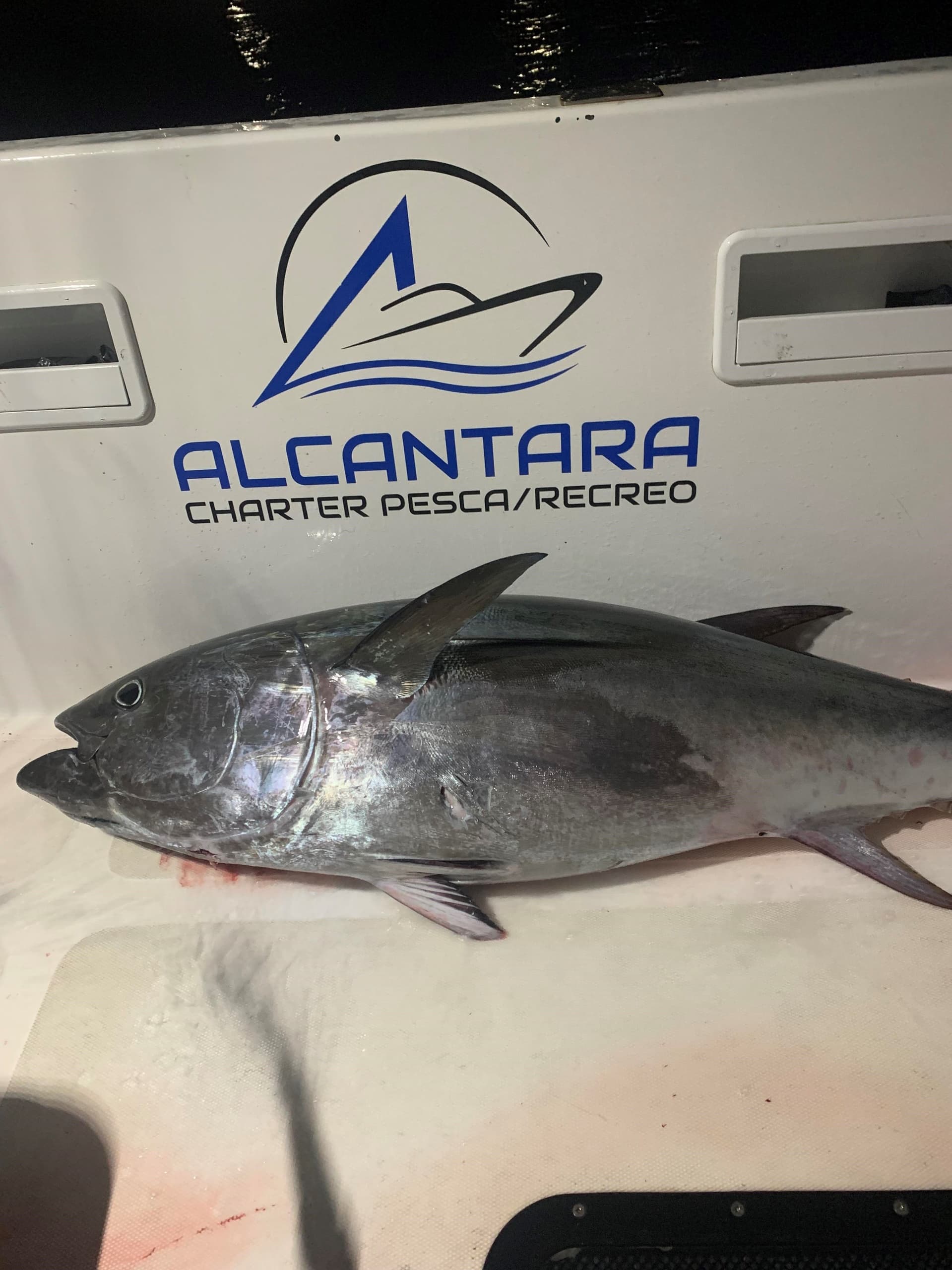 Pesca del gran atún rojo.