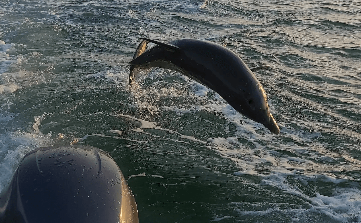 Estero Island Dolphin Tour