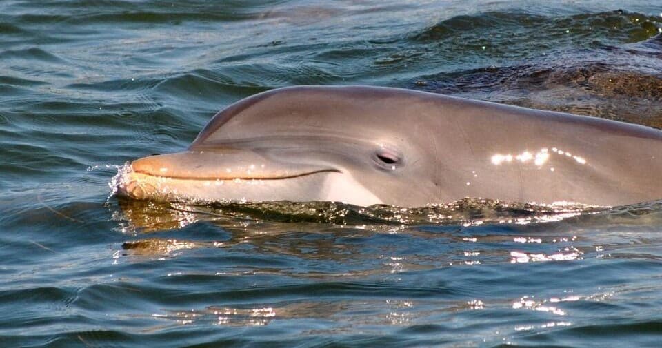 Morning Dolphin & Wildlife Cruise