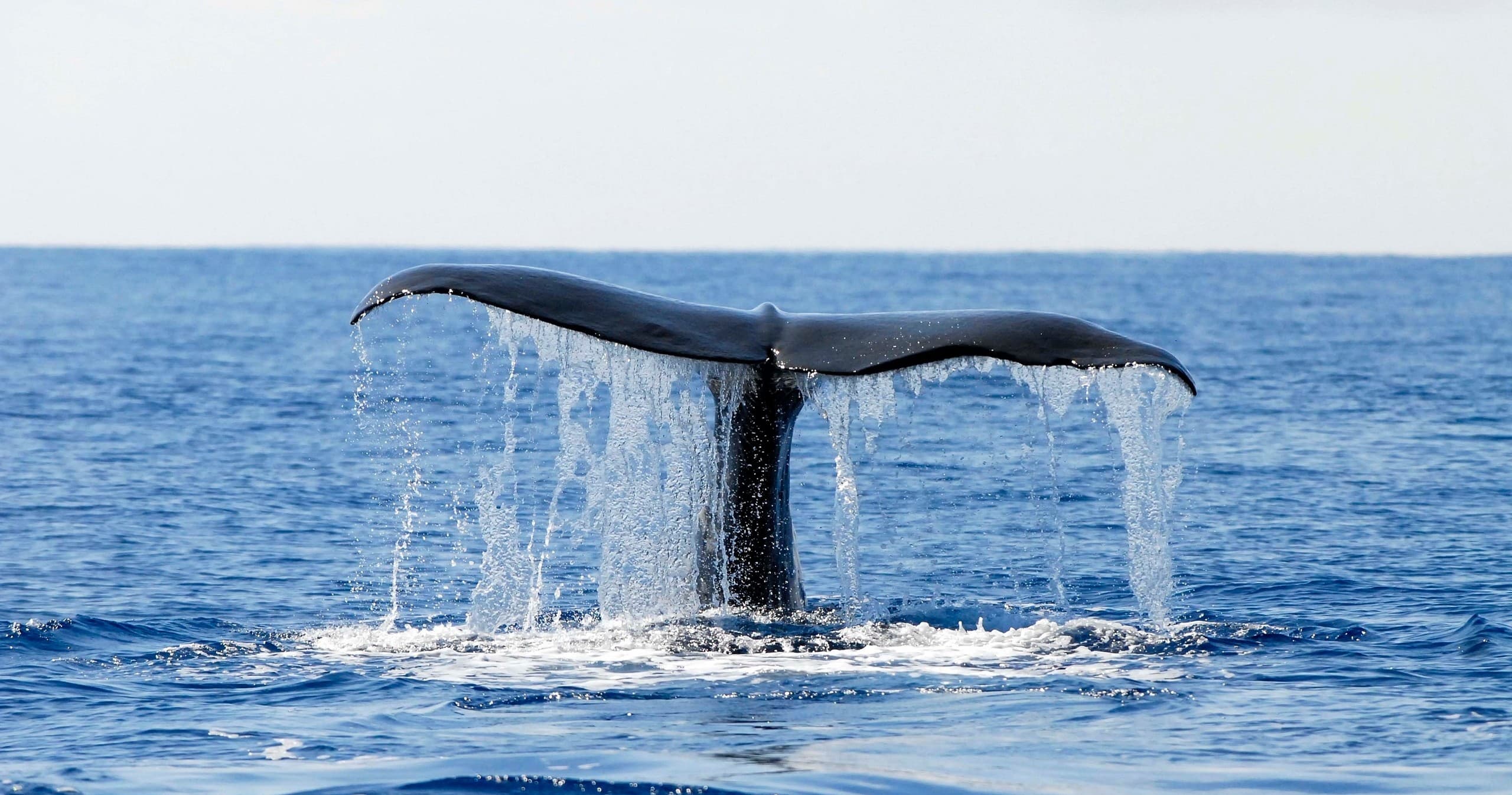 Whale and Dolphin Watching in Pico Island