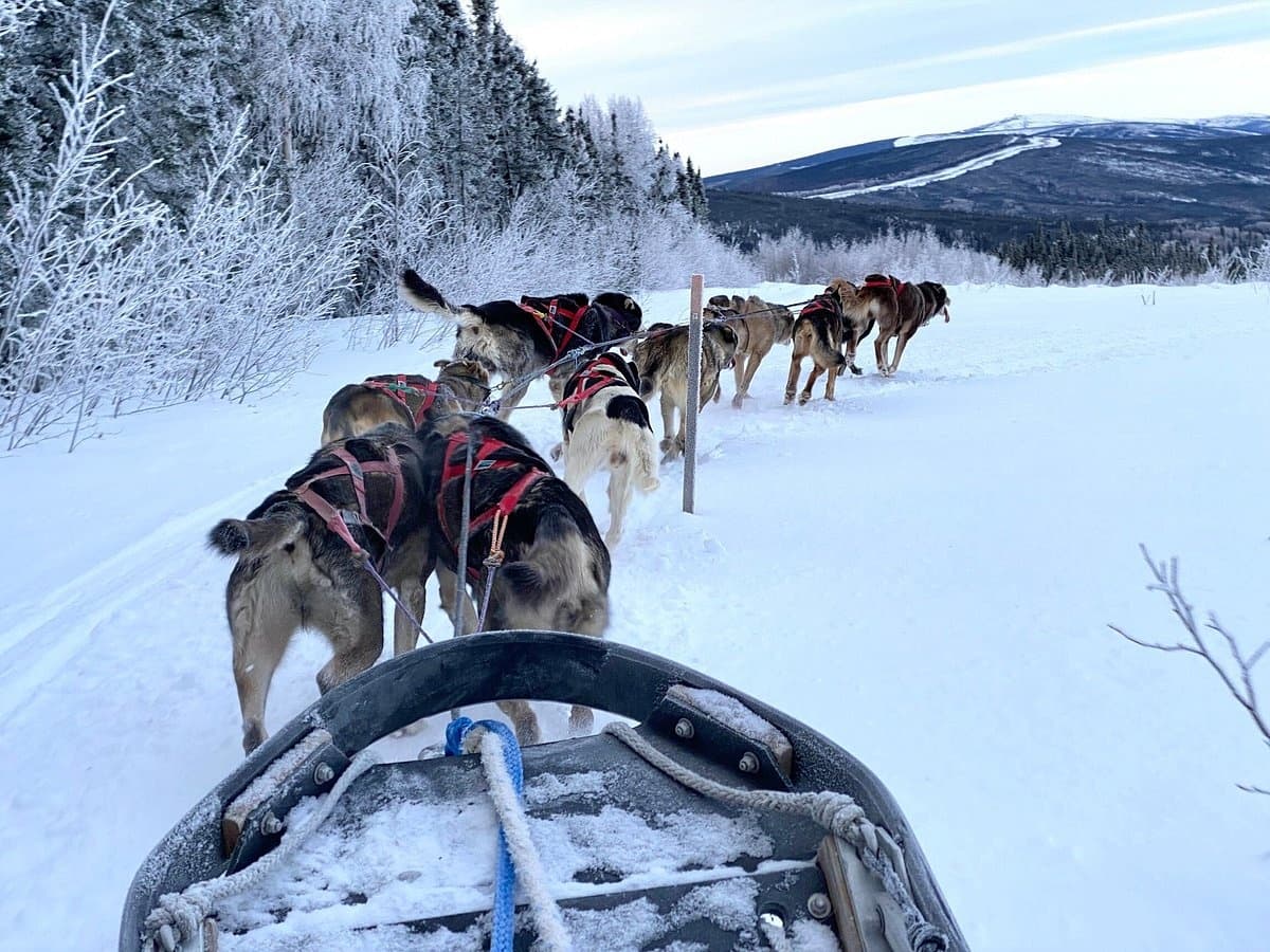 Dog Sled Tour