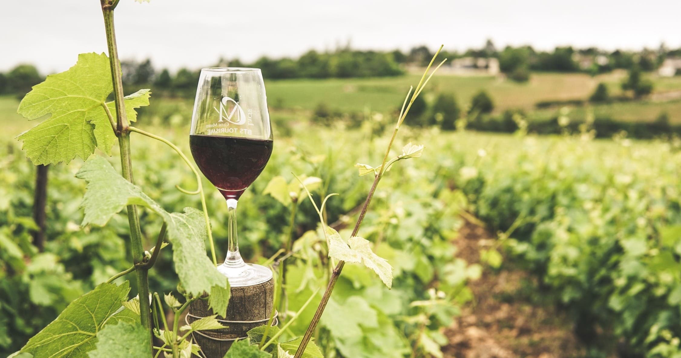 Winery Tour