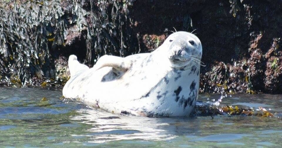 Puffin Island Wildlife Cruise