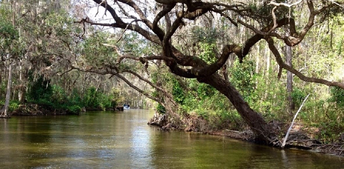 Dora Canal Tour From Mount Dora