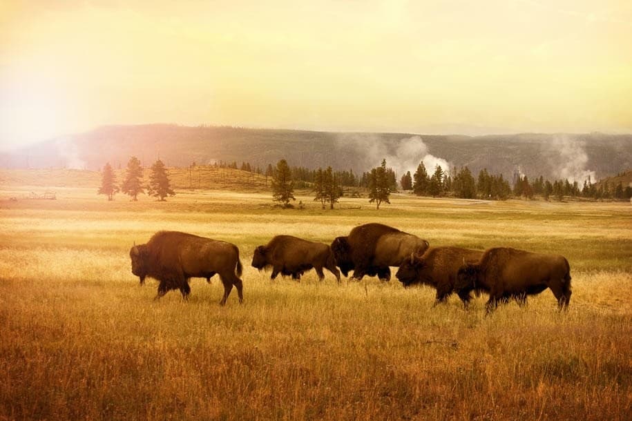 Private Yellowstone Tour