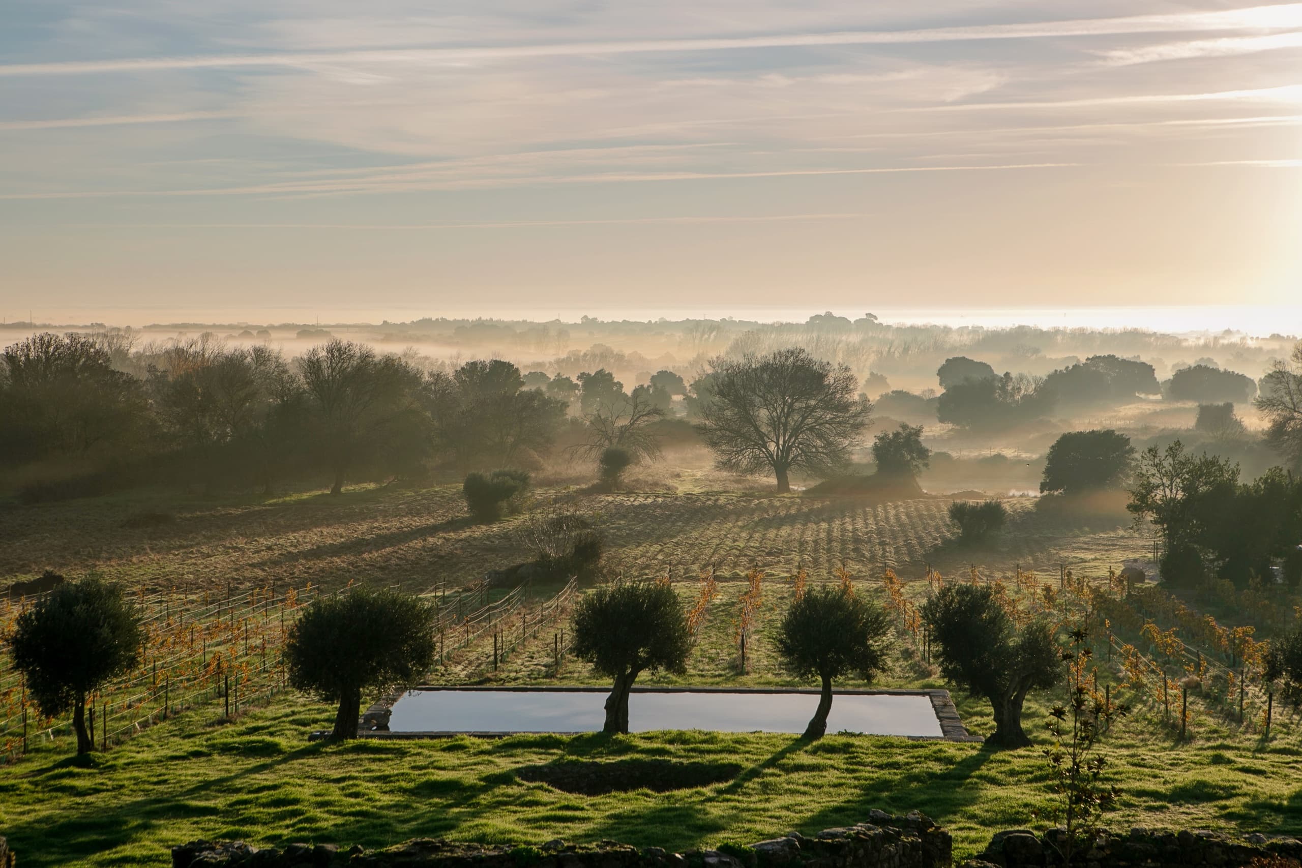 New & Old Vineyards