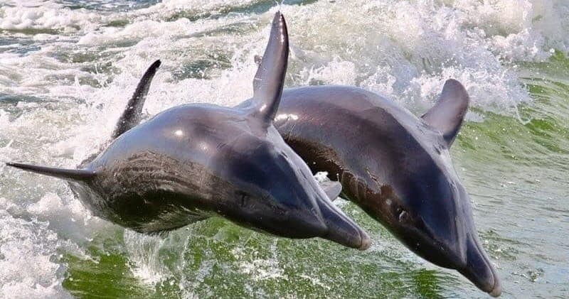 Public Dolphin Tours