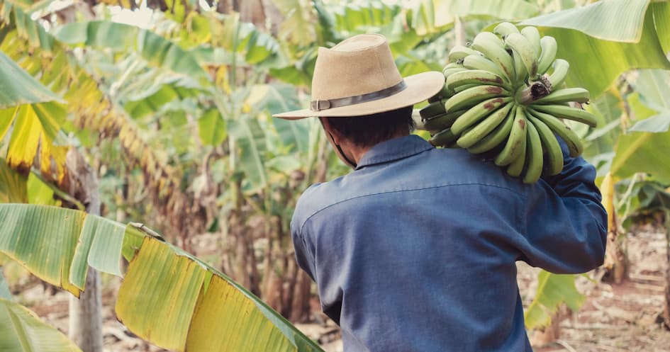 Banana Farm Experience
