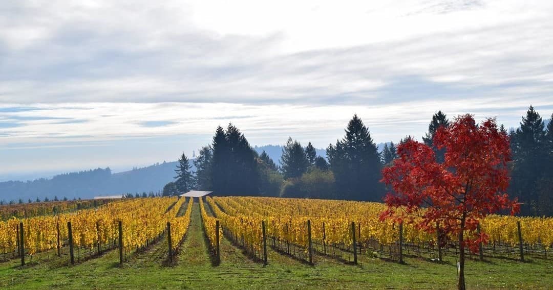 Luxury Wine Country Tour (Group)