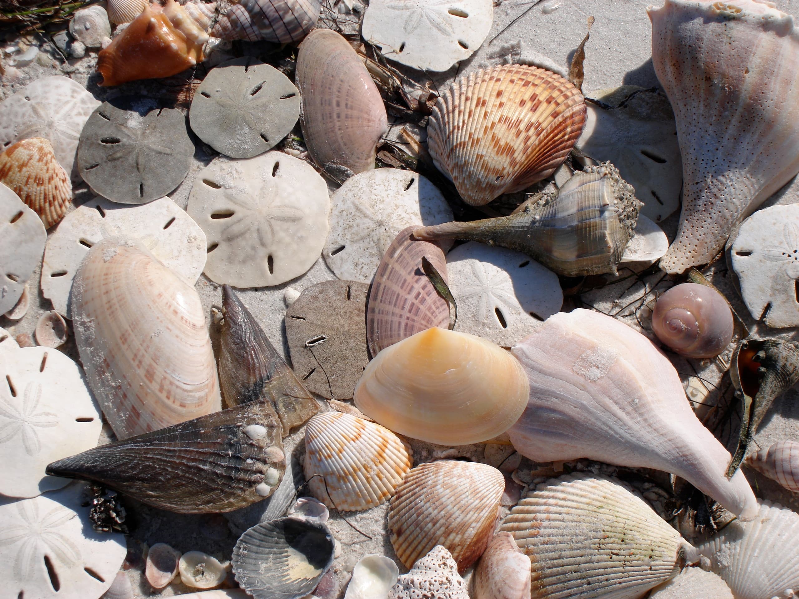 Nauti" Shell Key Adventure Tour"