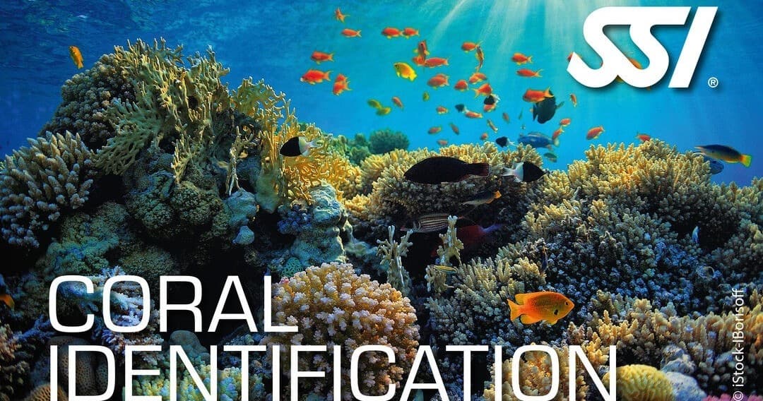 SSI Coral Identification Ecology Kurs