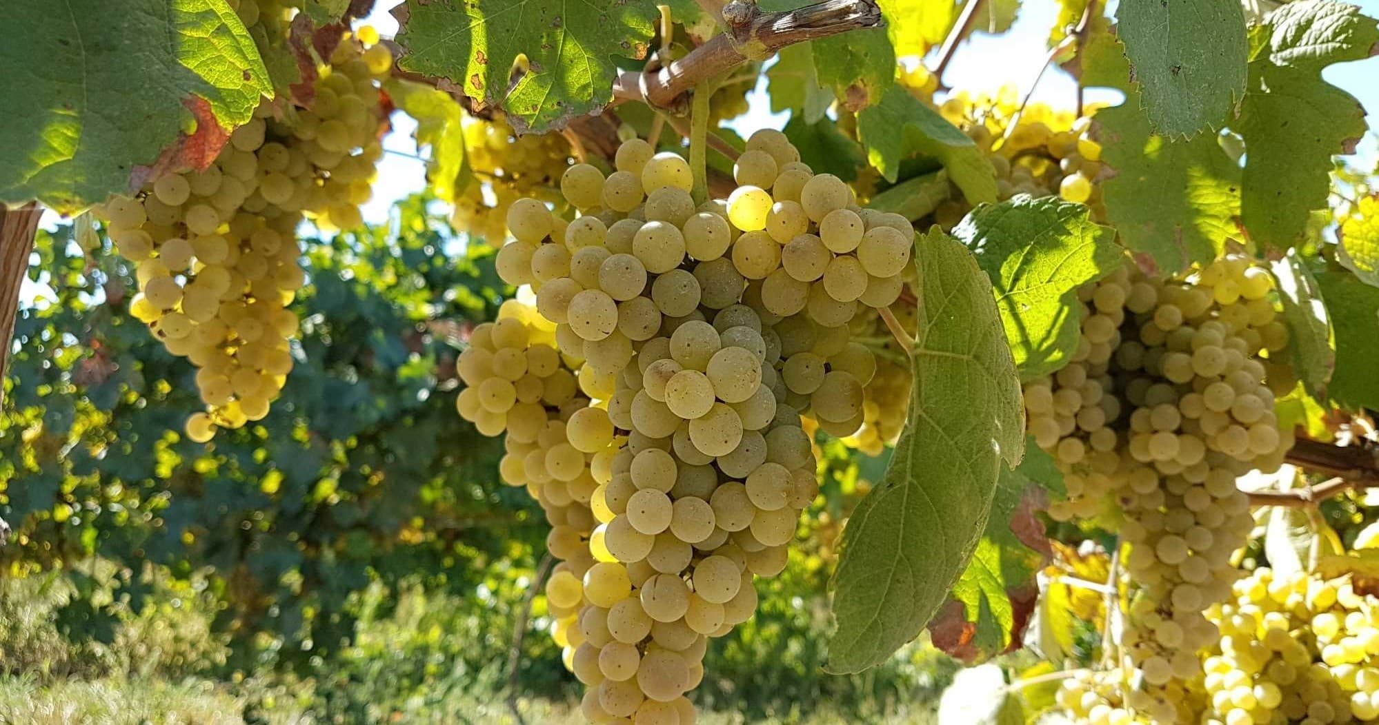 Região do Vinho Verde com Degustação e Almoço