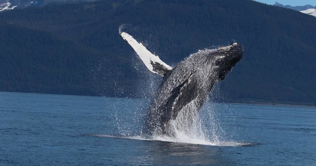 2  Hour Private Whale Watching Tour