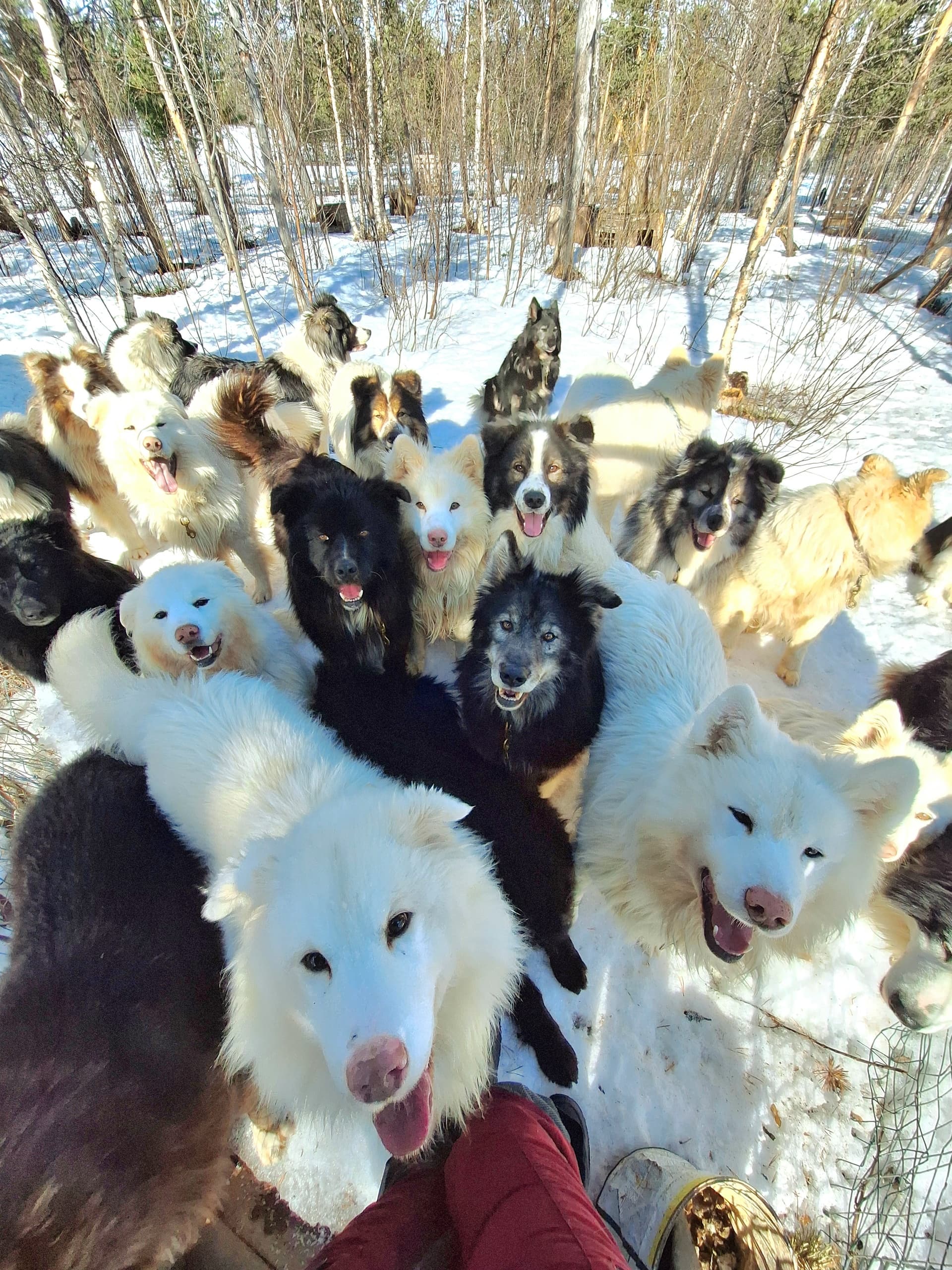 visite de chenil hiver
