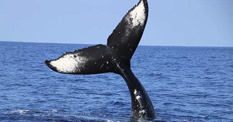 Whale Watching Tour • Seasonal