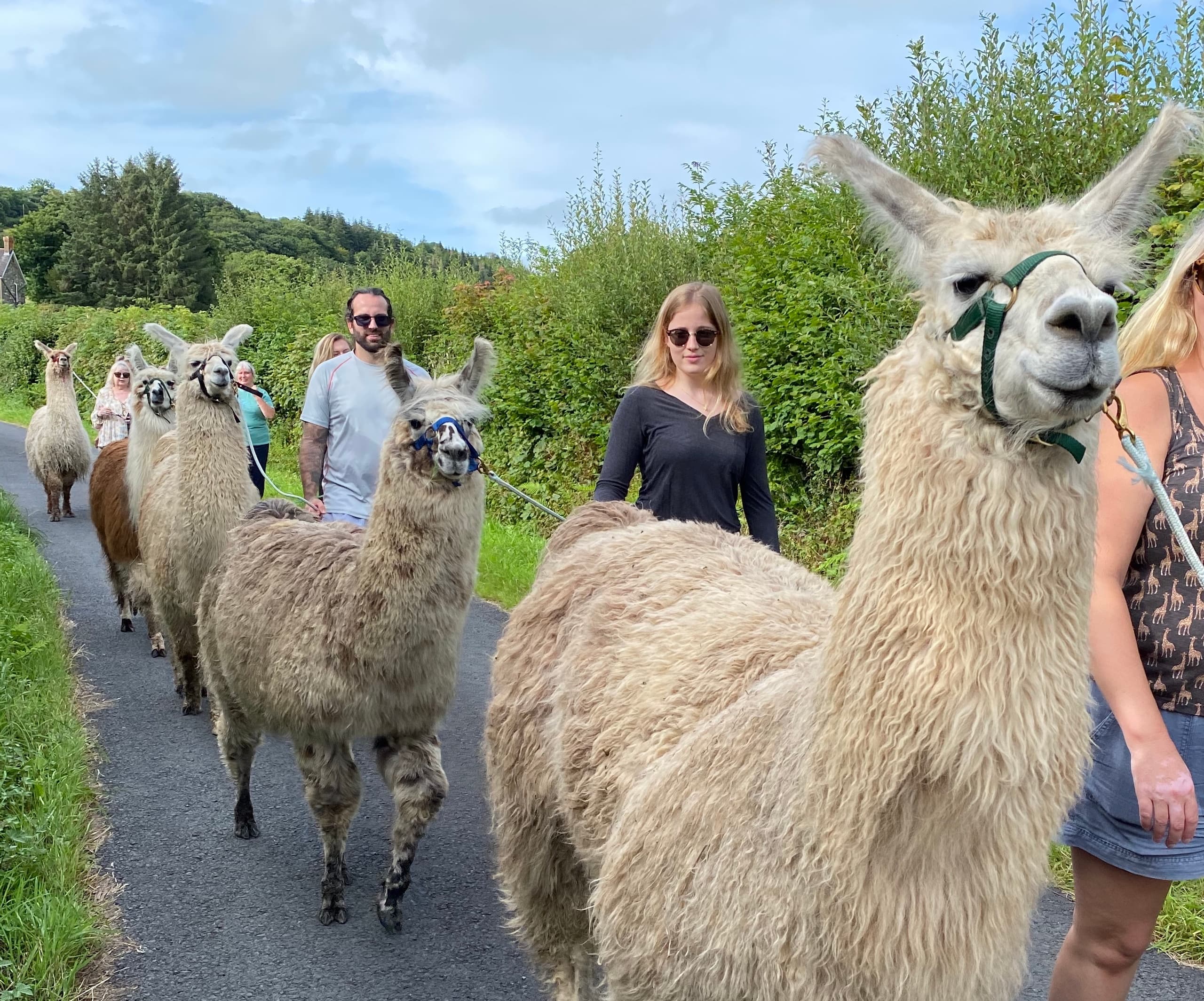 Llama Trekking