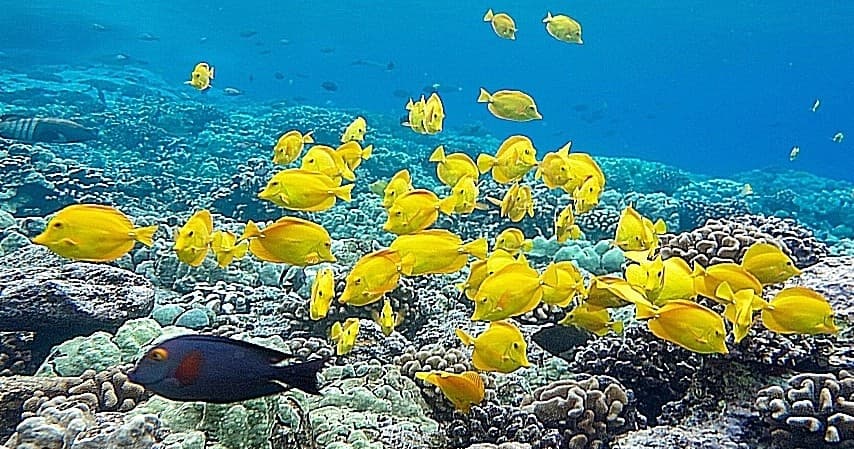 Kealakekua Bay (Captain Cook Monument) Snorkel