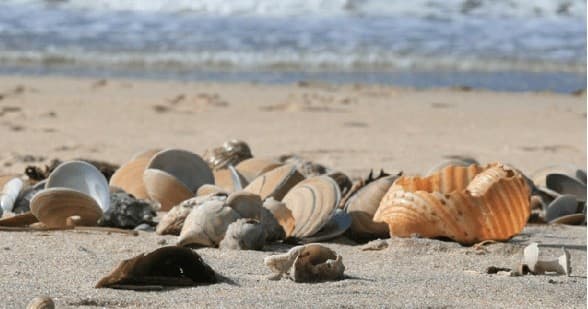 Shelling Trip