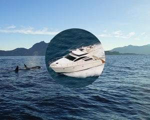 Whale Safari - Luxury Yacht Arctic Queen