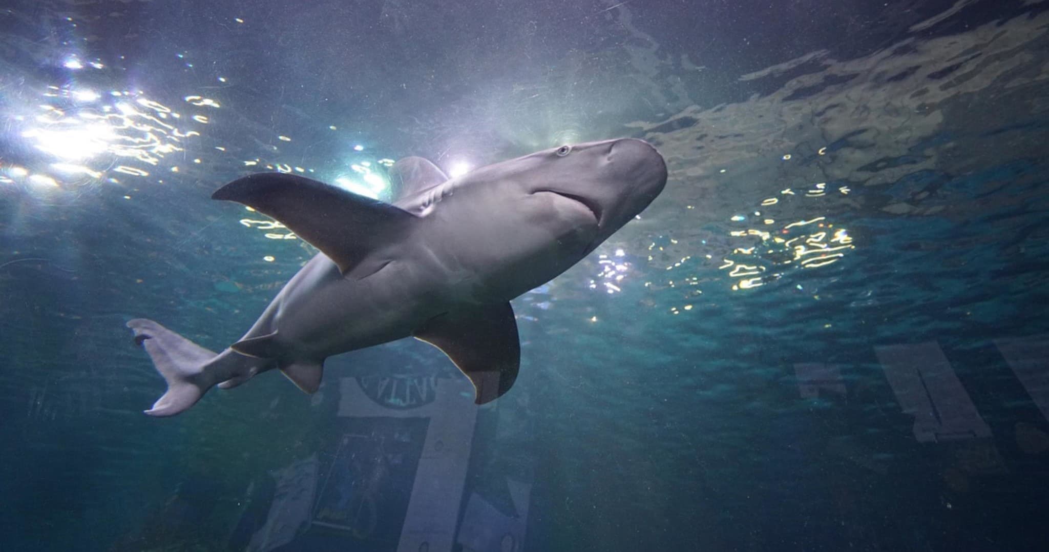 Sensational Sharks