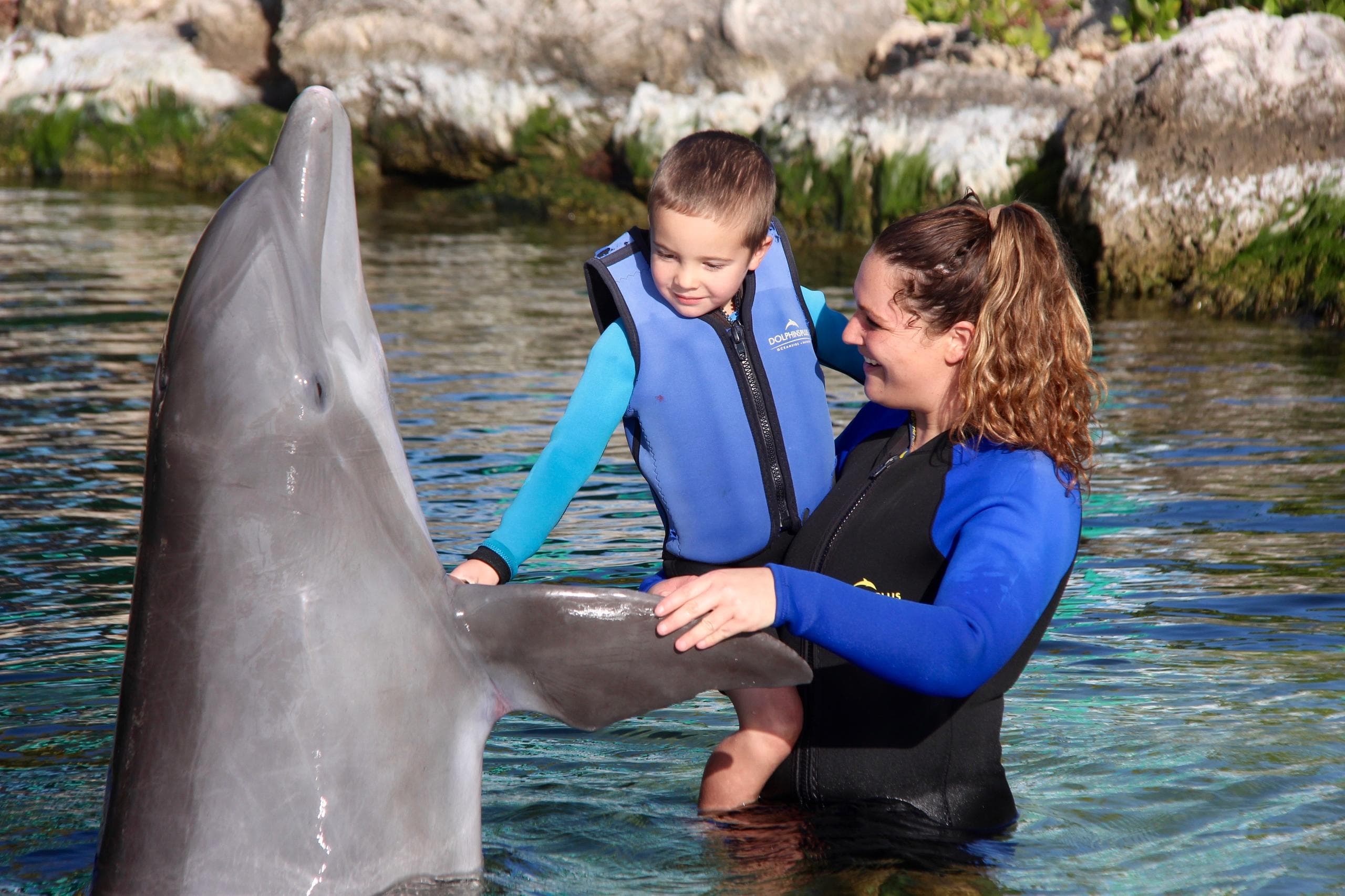 Shallow Water Dolphin Encounter
