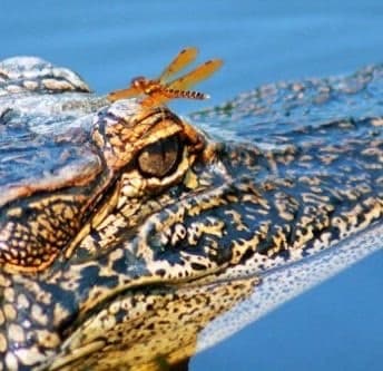 Swamp Tour