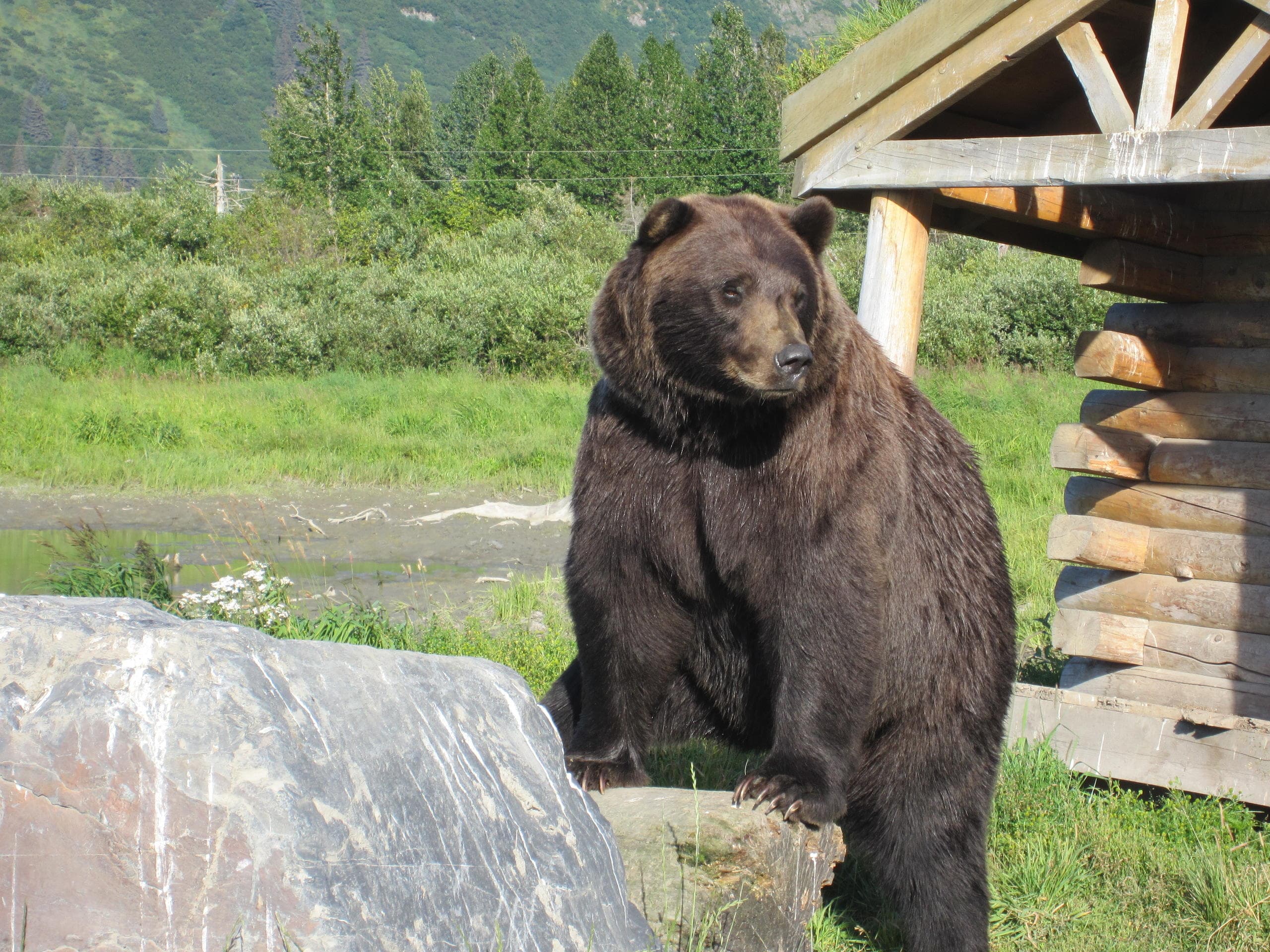 Alaska Wildlife Conservation Center Express