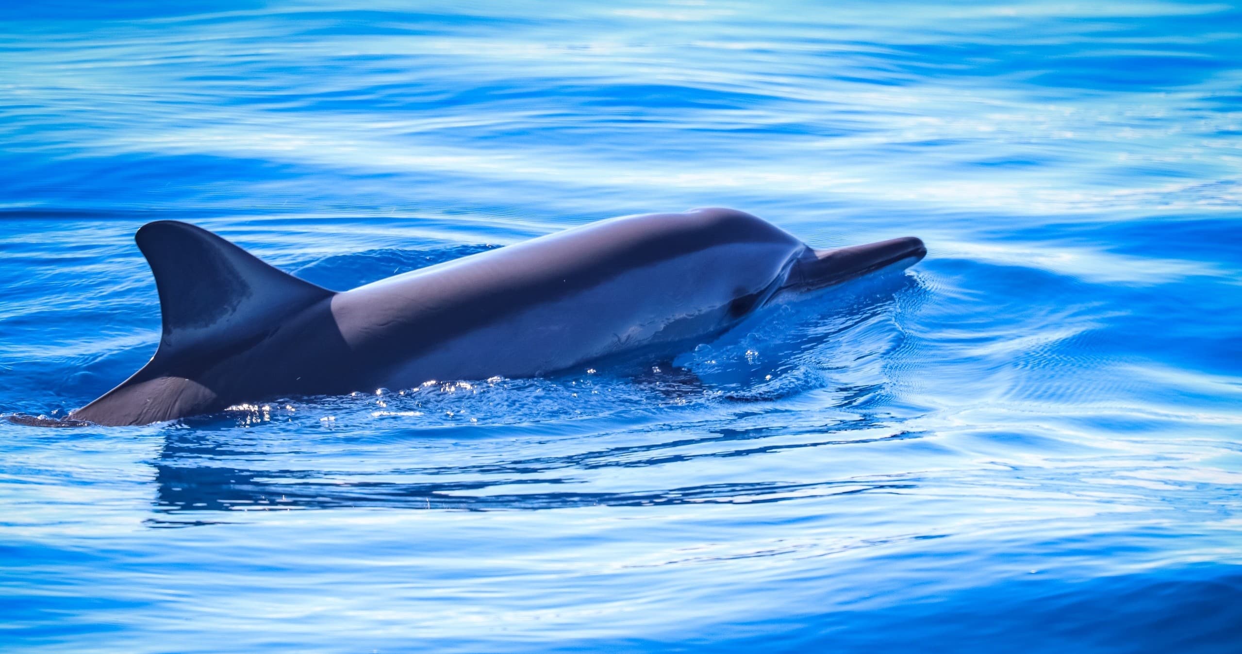 Ka'anapali Wild Dolphin Sail