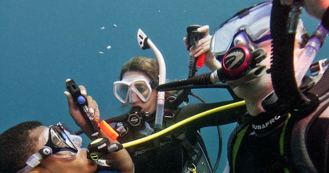PADI Scuba Diver