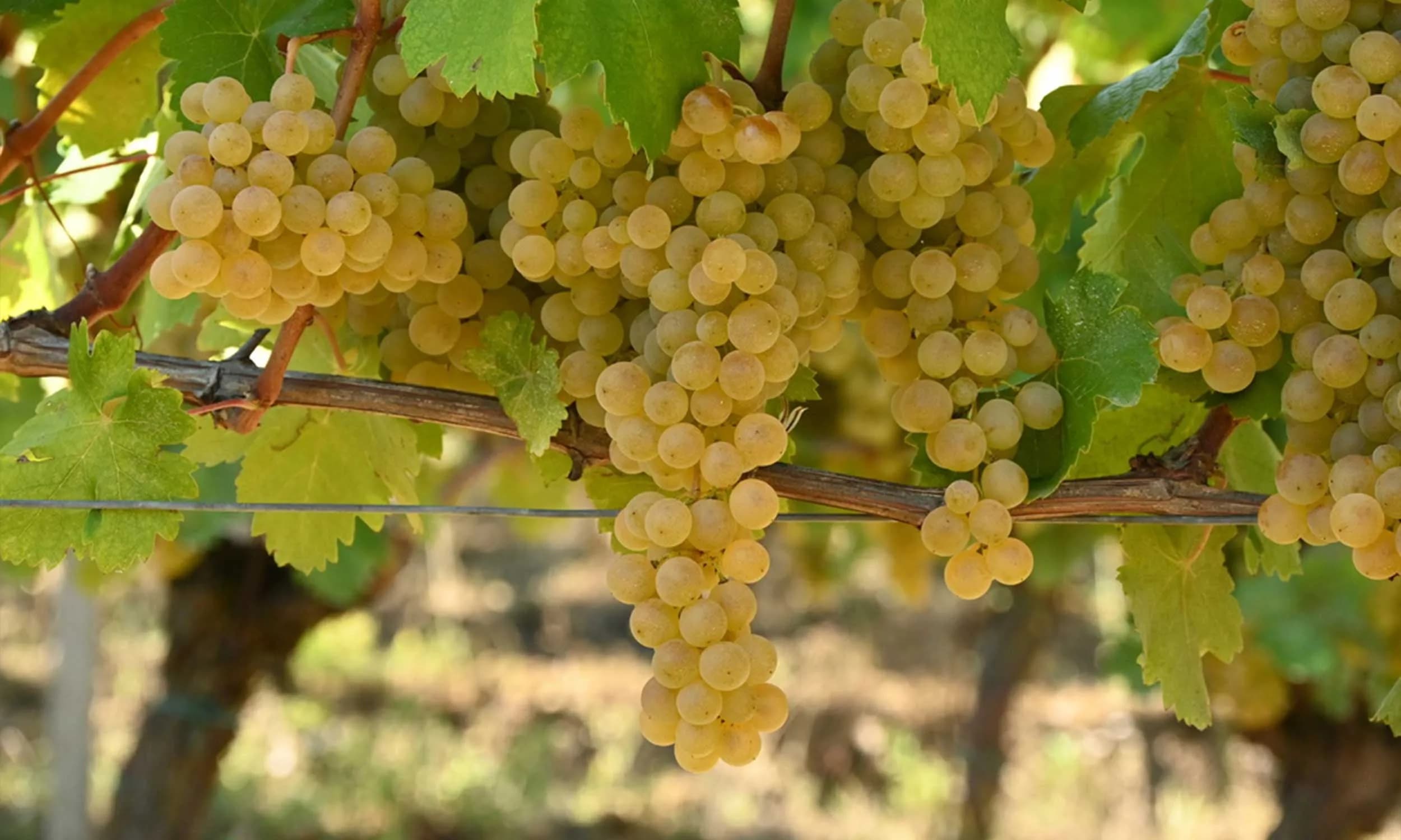 Tutto il Gavi in 6 bicchieri