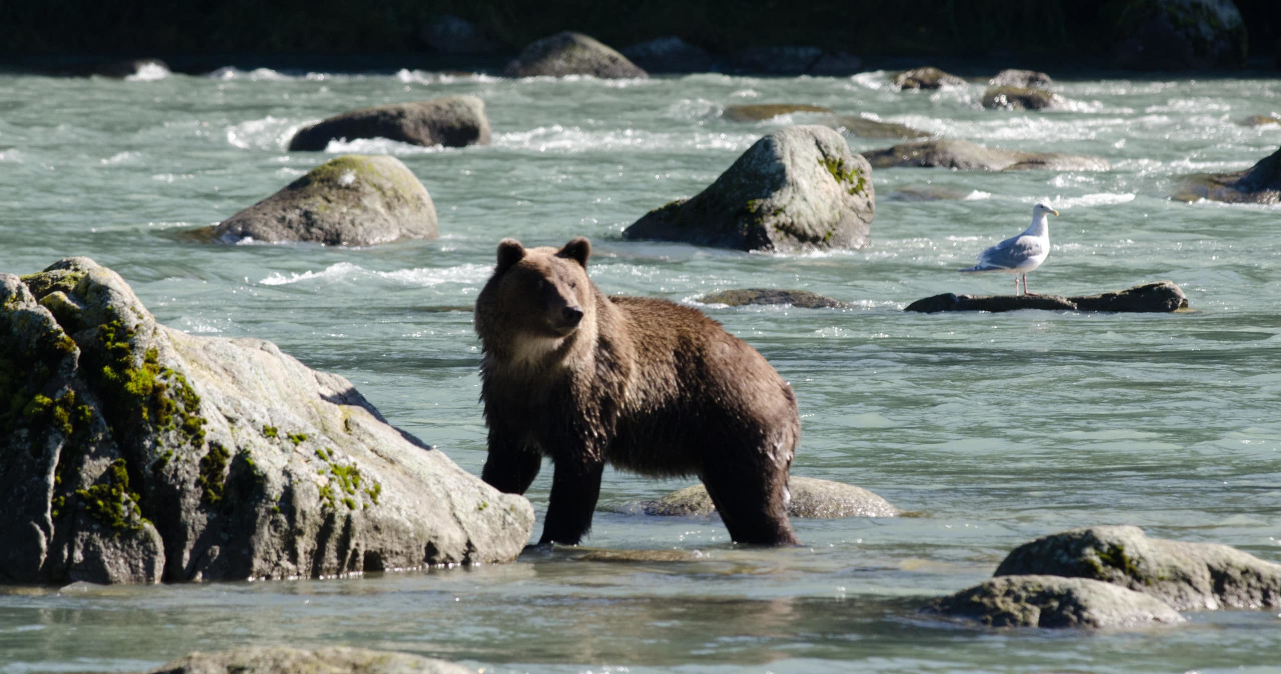 Chilkoot Lake Nature and Wildlife Viewing - Departs from Skagway