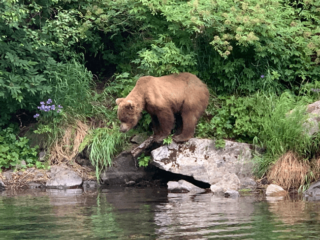 Big River Lakes Bear Viewing Only