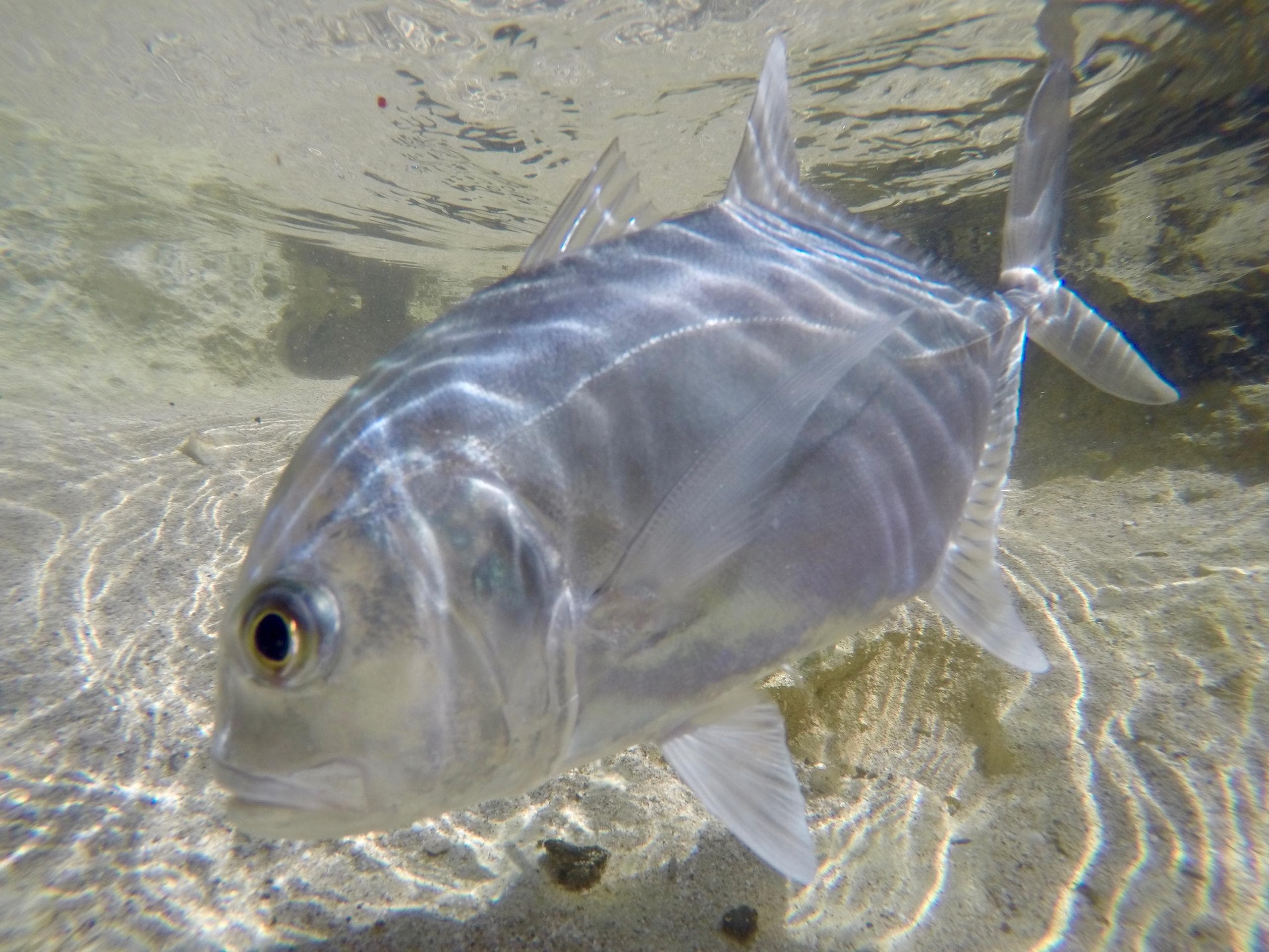 Shoreline Fishing