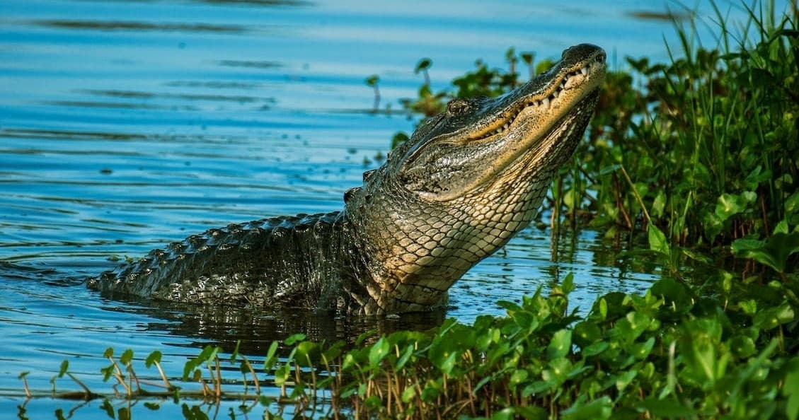 EVERGLADES