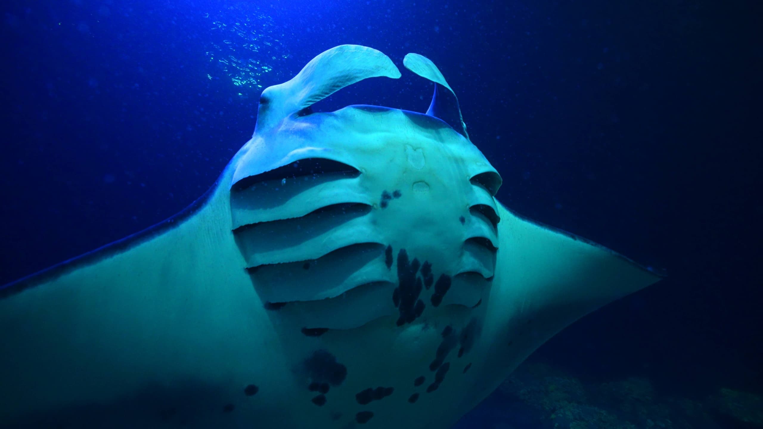 One Tank Manta Dive or Snorkel