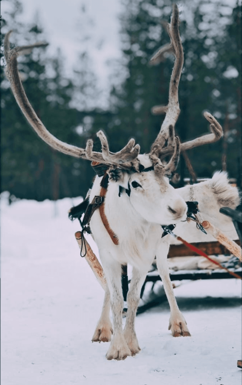 Aurora Hunting with Reindeer